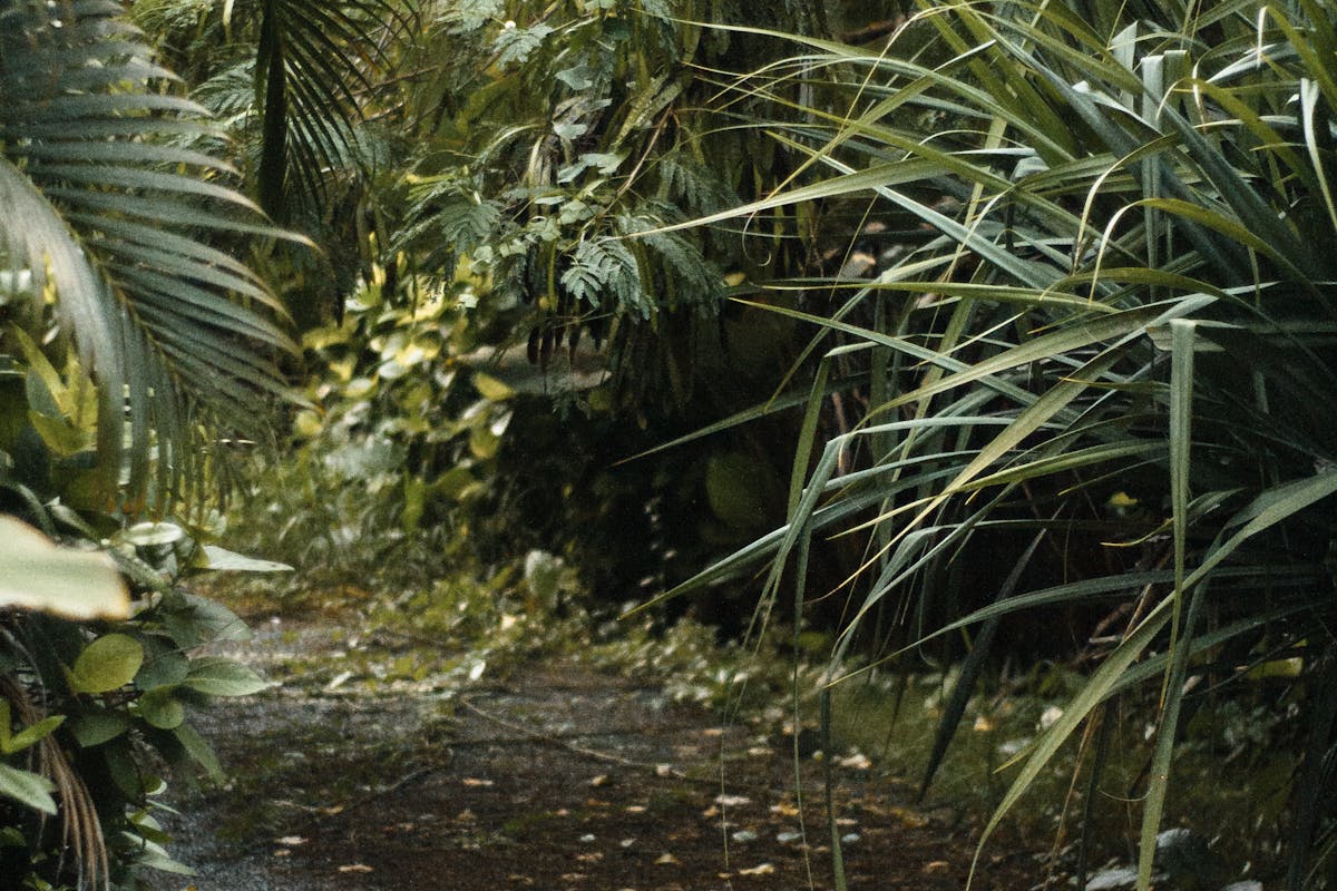 Jardin paysager méditerranéen à Nice